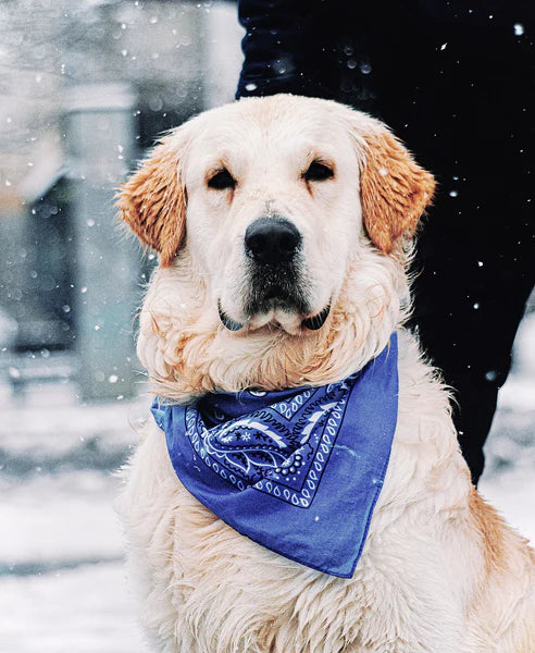 Top Gifts for Your Dogs This Christmas