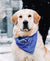 Top Gifts for Your Dogs This Christmas